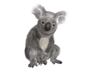 Koala PNG-20690